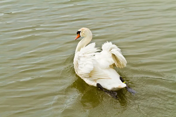Witte zwaan in water — Stockfoto