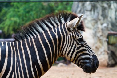 Zebra kafa