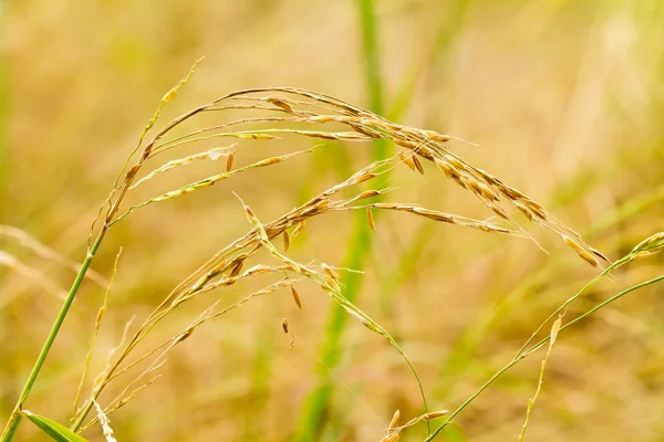 Gouden rijstkorrels — Stockfoto