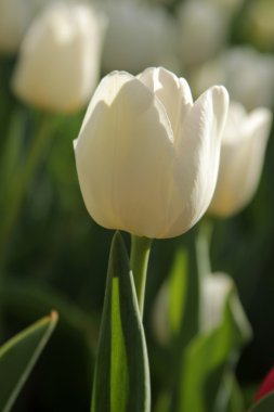 White Tulip clipart