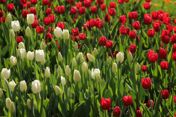 Rote und weiße Tulpen — Stockfoto
