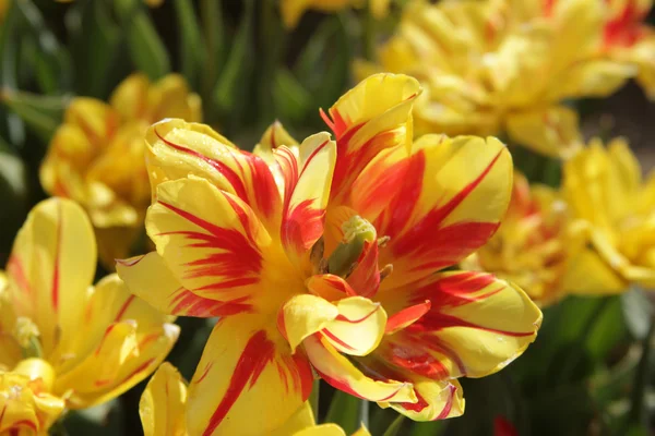 stock image Tulips