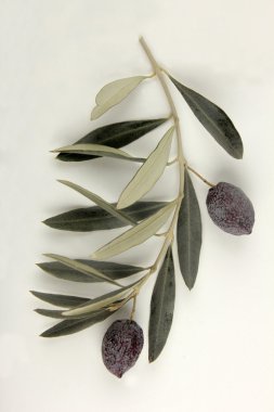 siyah zeytin