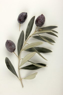 siyah zeytin