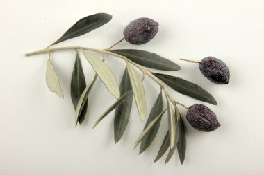 siyah zeytin