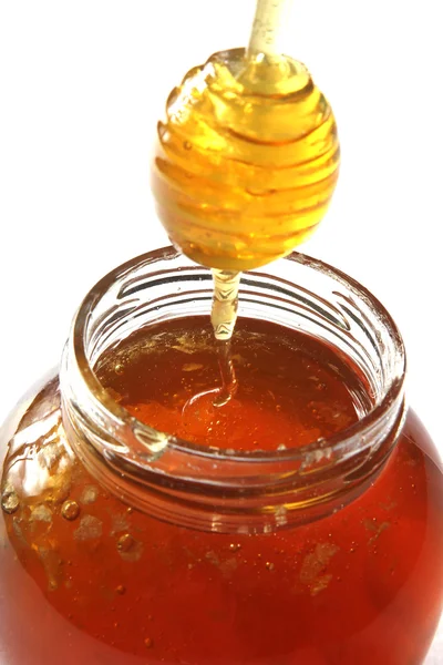 Méz vízirigó — Stock Fotó