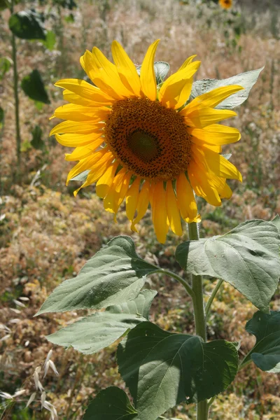 stock image Sunflower