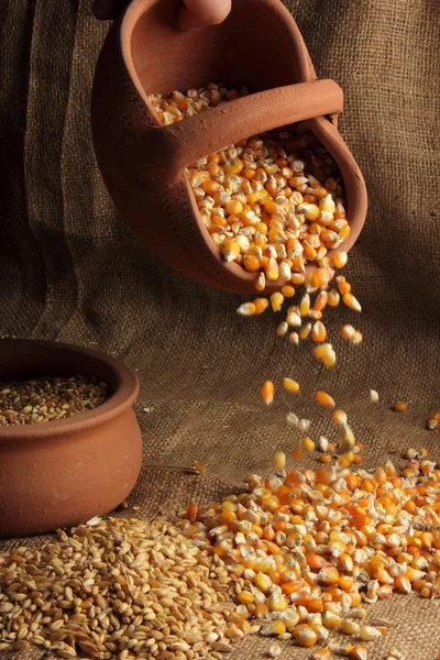 穀類の植物 — ストック写真