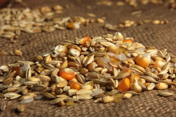 stock image Cereal plant