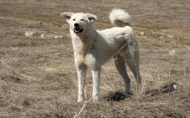 stepherd köpek