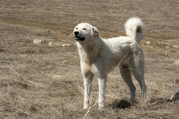 Пастушья собака — стоковое фото