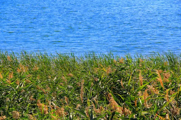 bulrush ve yaz aylarında göl