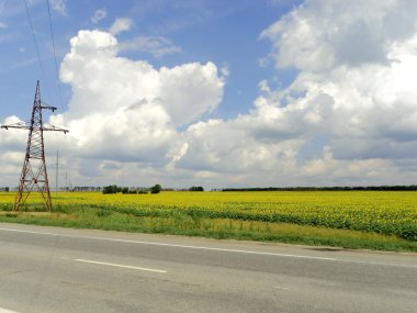 Ayçiçeği ile peyzaj