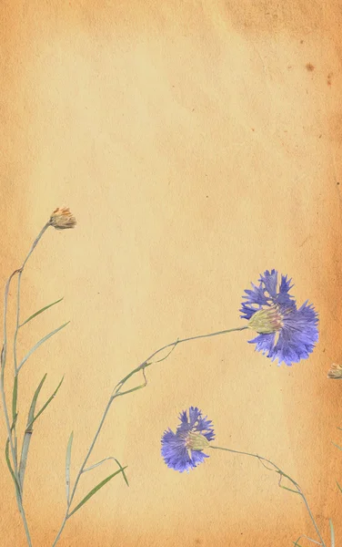 Grunge lod papier met blauwe bloem — Stockfoto