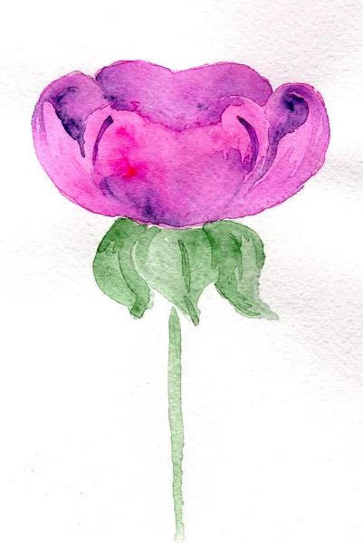 Violeta rosa flor aquarela — Fotografia de Stock