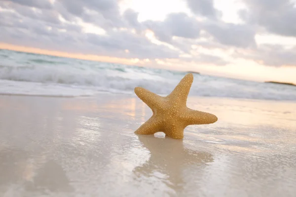 Sea star starfish on beach, blue sea and sunrise time, shallow d — Stock Photo, Image