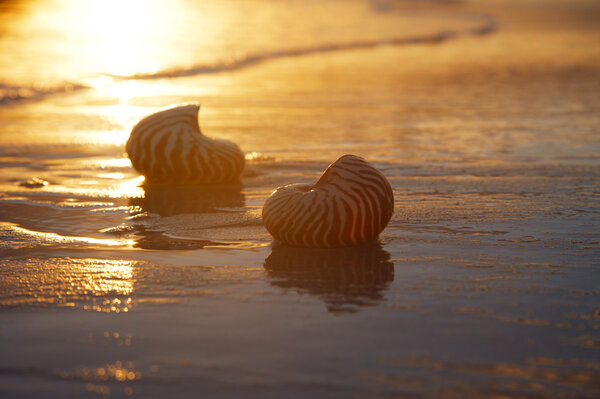 Golden sunrise and nautilus shells in the sea