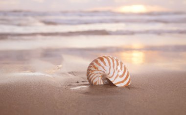 Nautilus shell on beach , golden sunrise over tropical sea clipart