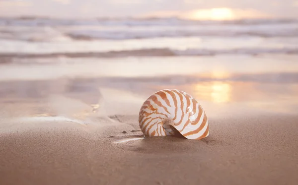 Nautilus-Muschel am Strand, goldener Sonnenaufgang über tropischem Meer — Stockfoto
