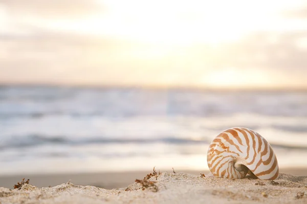 stock image Nautilus shell on beach under golden tropical sun beams