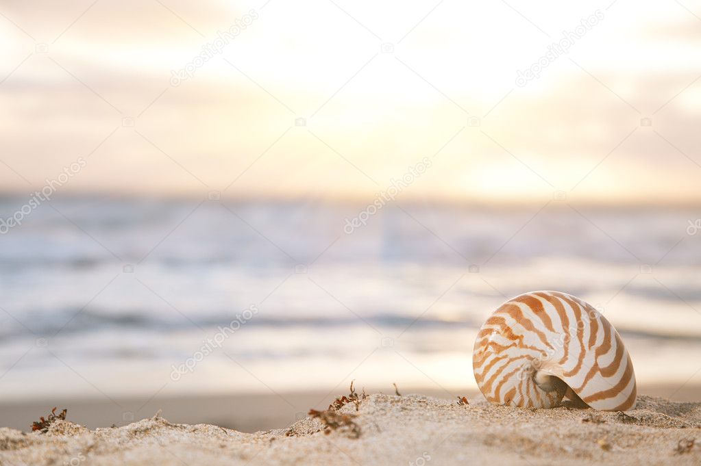 Nautilus shell on beach under golden tropical sun beams
