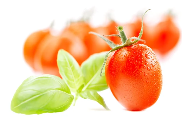Wiśniowe pomidory z bazylią liść na białym tle z mało — Zdjęcie stockowe