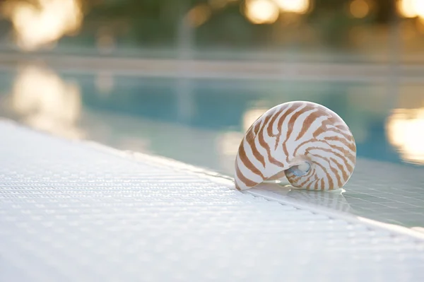 Nautilus shell at resort swimming pool edge, super shallow dof, — Stock Photo, Image