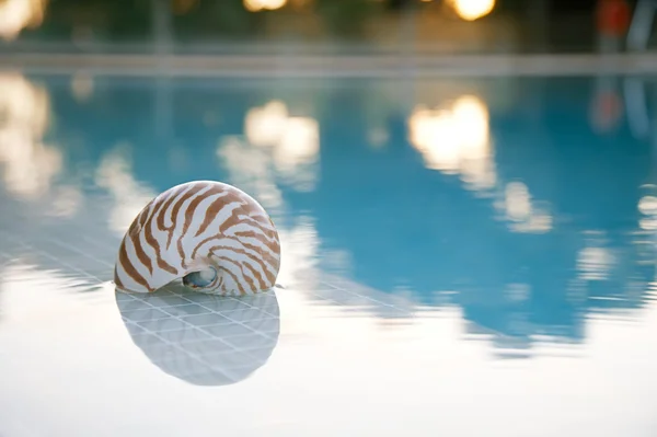 stock image Nautilus shell at swimming pool edge, super shallow dof