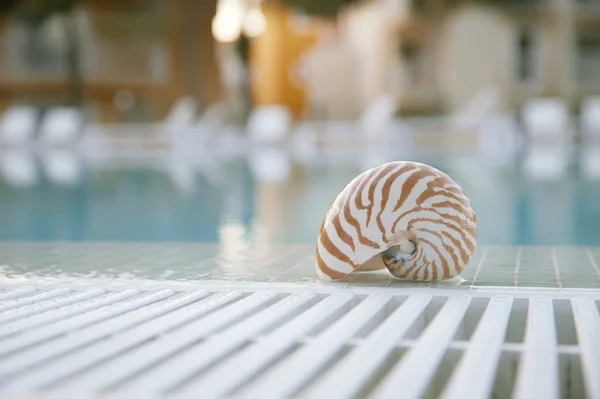 Κοχύλι Ναυτίλος στην πισίνα άκρη, σούπερ ρηχά dof — Φωτογραφία Αρχείου