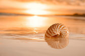 Goldener Sonnenaufgang und Nautilus-Muschel im Meer