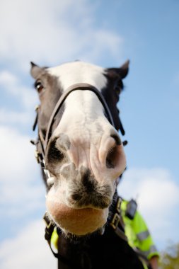 Police horse on duty clipart