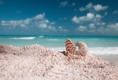 Nautilus shellon beach and blue tropical sea clipart