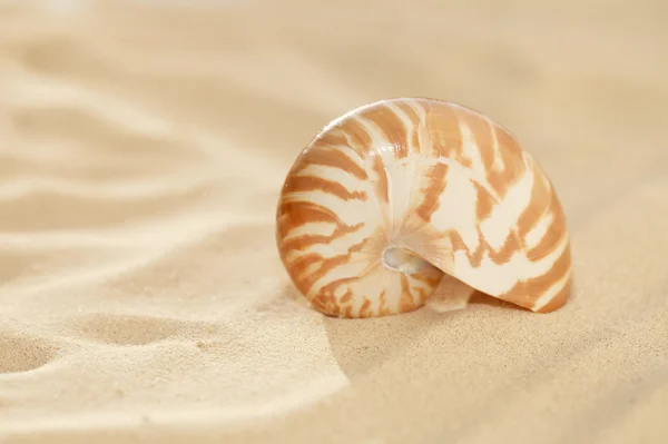 Маленькая раковина наутилуса на пляжном песке и тропическое золотистое солнце — стоковое фото