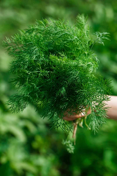 Bunch of dill holding by hand in a garden — Stock Photo, Image