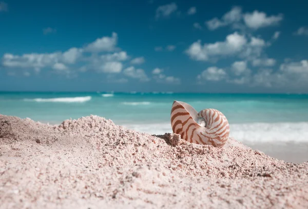 Nautilus shellon beach och blå tropiska havet — Stockfoto