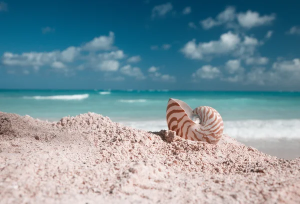 stock image Nautilus shellon beach and blue tropical sea