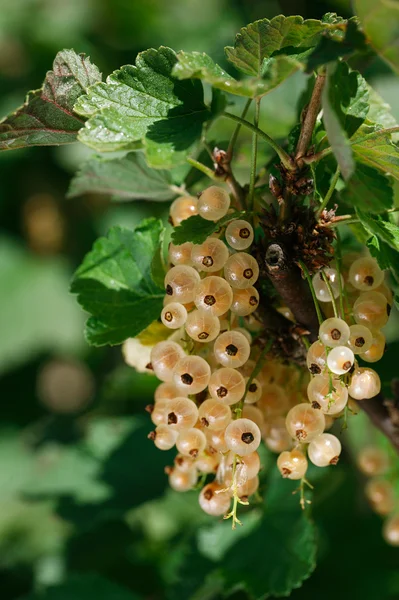 stock image White currant in a garden