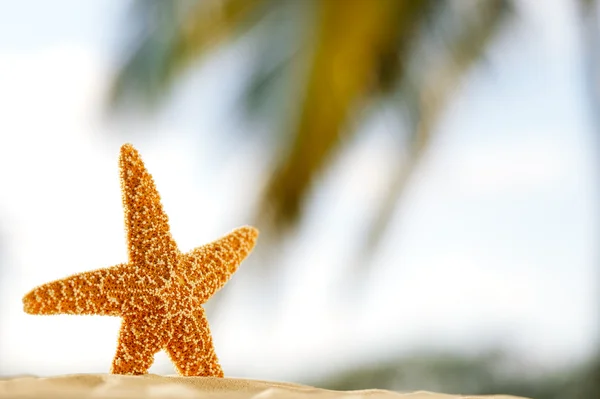 Starfish na praia, mar azul e barco branco — Fotografia de Stock