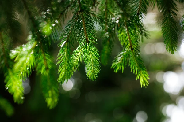 Sunny glitter pine brunches with water drops for background — Stock Photo, Image