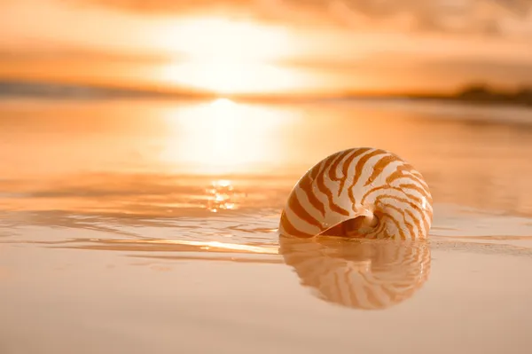 Goldener Sonnenaufgang und Nautilus-Muschel im Meer — Stockfoto