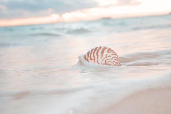 Nautilus shell en la ola del mar y el amanecer — Foto de Stock