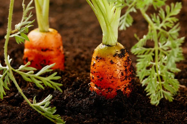 Carrots growing in the soil, — Stock Photo, Image