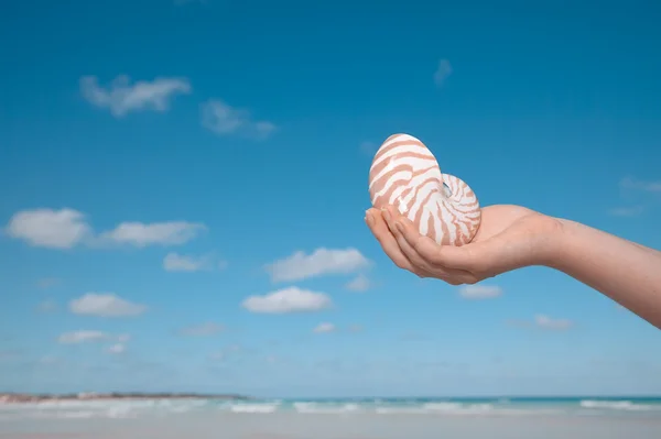 stock image Girls hand holding nautilus shell against sea and sky, shallow d