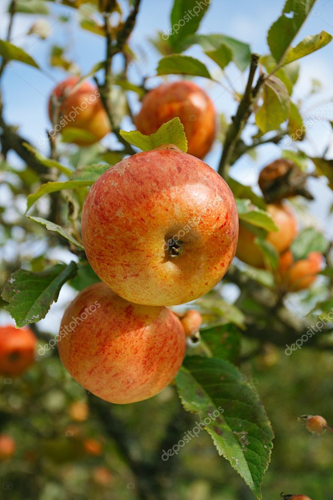 Yellow and red apple on a tree in orchard Stock Photo by ©lvenks 7986147