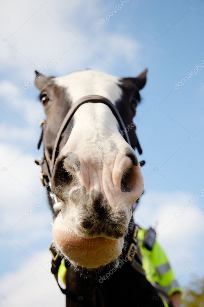 Police horse on duty