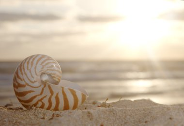 Nautilus shell on beach , golden sunrise over tropical sea clipart