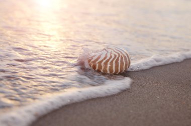 Nautilus kabuğu deniz dalgası ve gündoğumu ışık