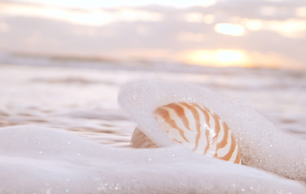 Nautilus shell in the sea wave and sunrise