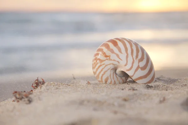 Guscio del Nautilus su spiaggia, alba e mare tropicale — Foto Stock