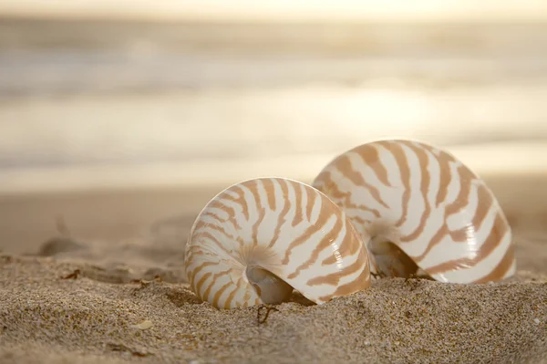 Duas conchas nautilus na praia, nascer do sol dourado sobre o mar tropical — Fotografia de Stock